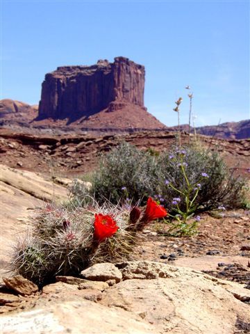 MoabFlowers (1043)